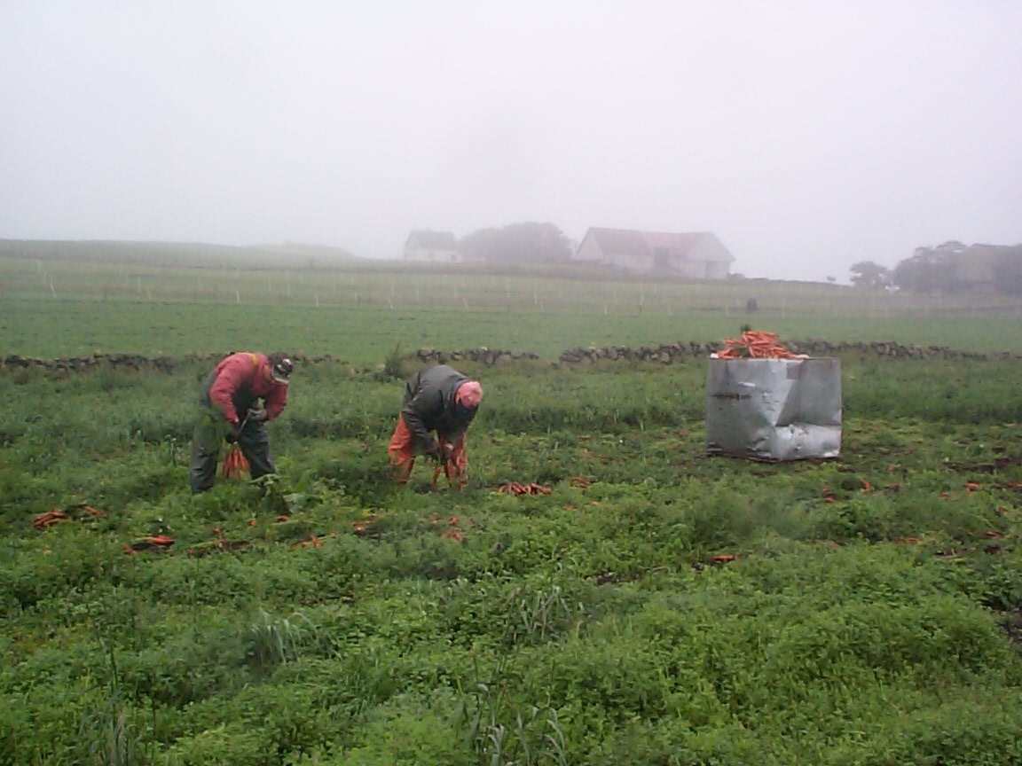To mann haustar gulrot i bunt for hand. Regntung åker. Feltarbeid.
