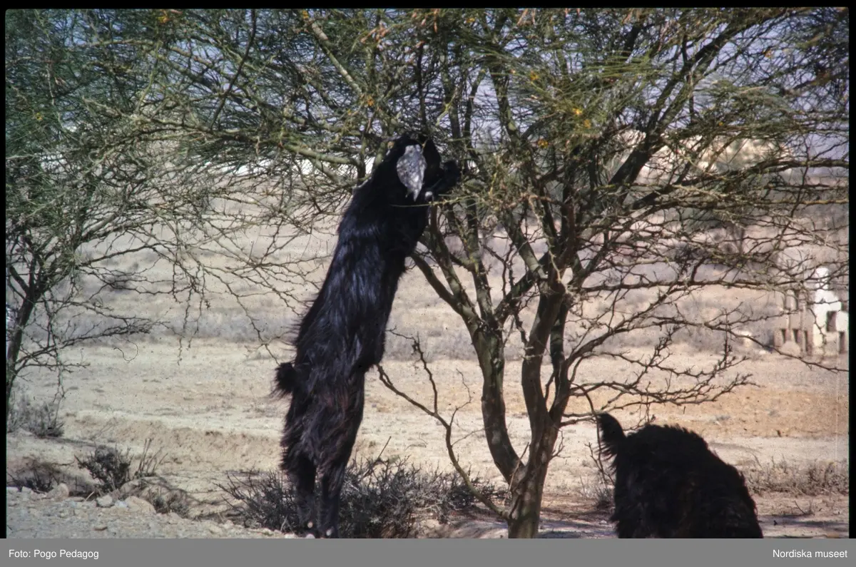 Torka och miljöförstöring