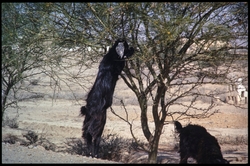Torka och miljöförstöring