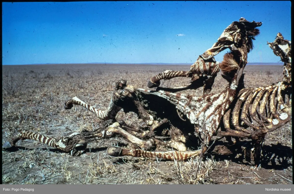 Torka och miljöförstöring