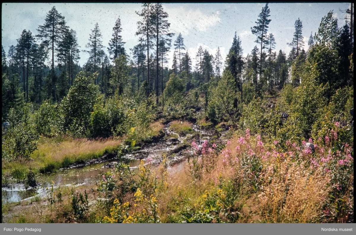 Torka och miljöförstöring