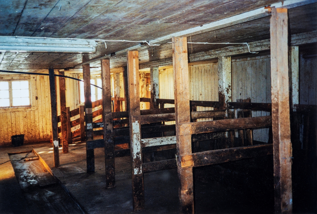 Interiør bilde fra fjøset på Småbruket Haga, 82/13, i Vang. Fra før ombyggingen til stall i 1999. 
Bilde viser fjøsinnredningen slik den var fra ca 1977, da den ble satt opp av Erling Holtet.
Fjøset ble bygd i 1932, av daværende eier, Kristian Enger. 
Den blå slangen i taket er vanntilførselen til grisehuset, lysrørene i taket ble satt opp i 1964.