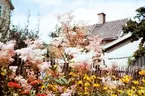 Blomsterrabatt på Pilgatan 9 på Väster i Växjö, 1960.