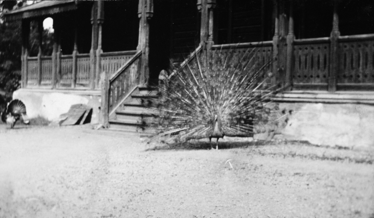 Hamar, Børstad Gård, en påfugl foran stabburet på inntunet,