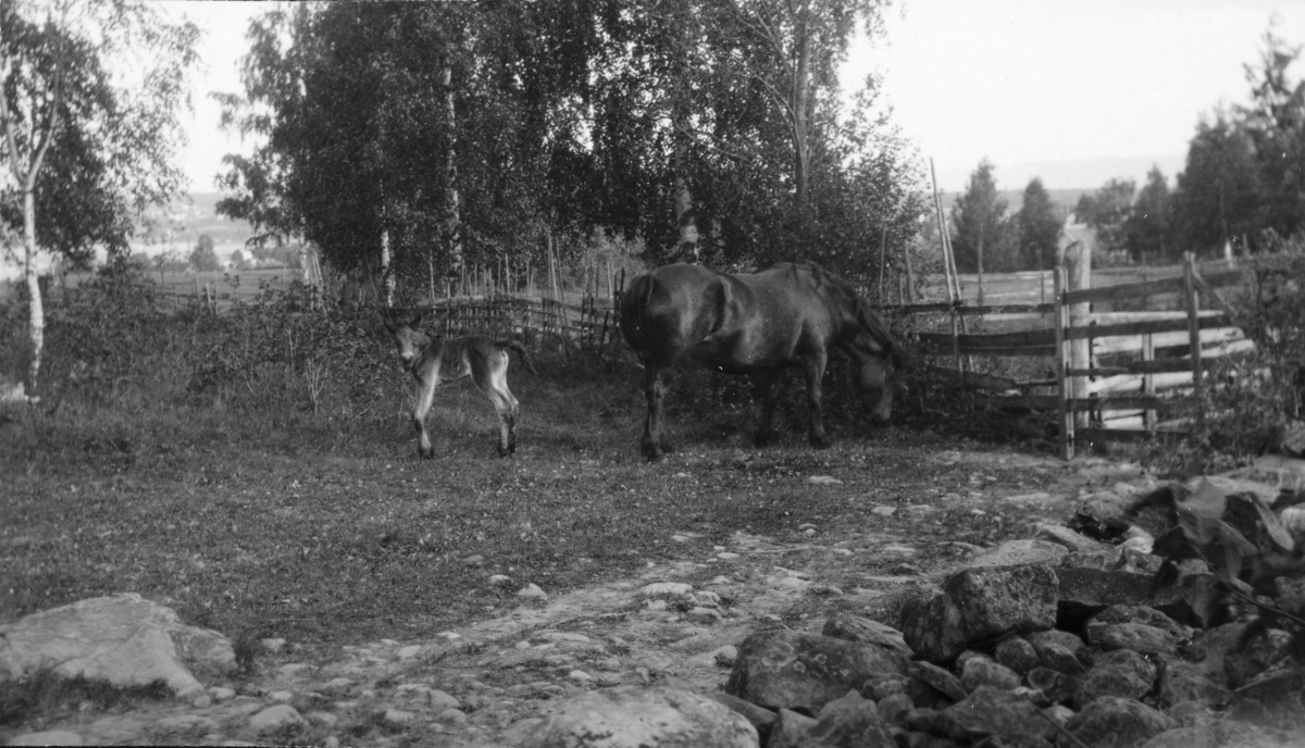 Hamar, Børstad Gård, hest med føll