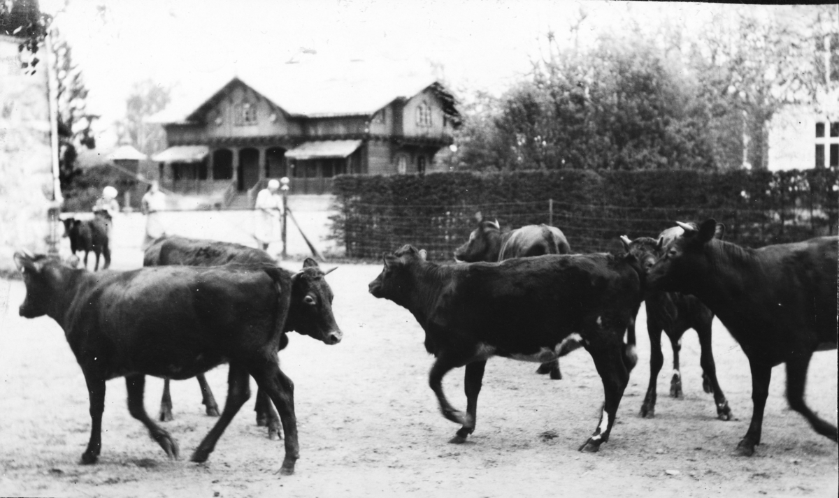 Hamar, Børstad Gård, kuslipp, kyr kommer ut fra fjøset,
