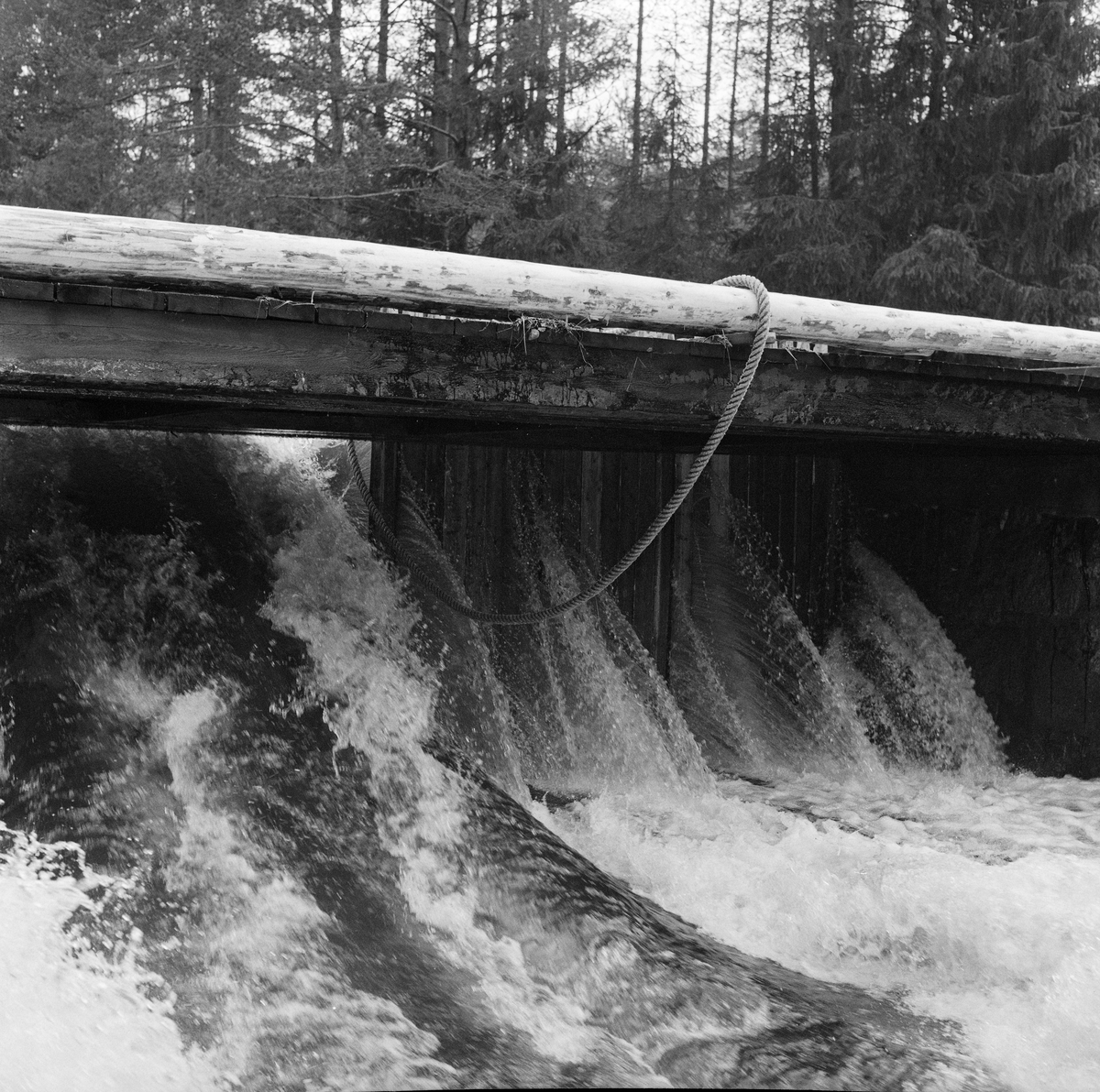 Nåldam, dammen tas. Fra Brattveltdammen i Julussa, Elverum, Hedmark.