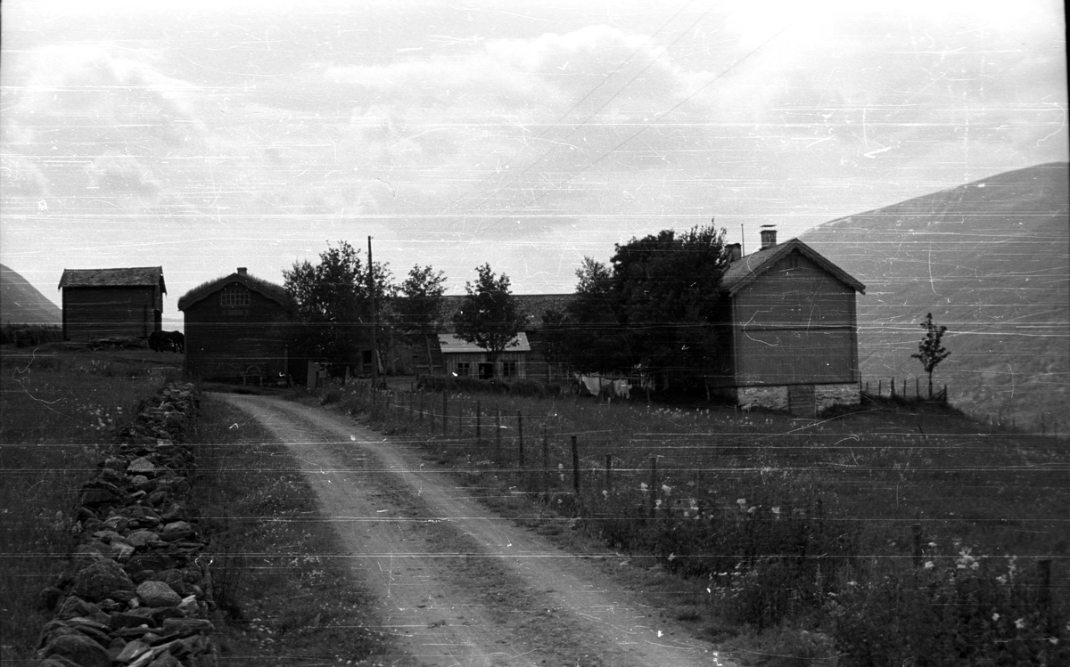 Rise Megarden (Nødder)