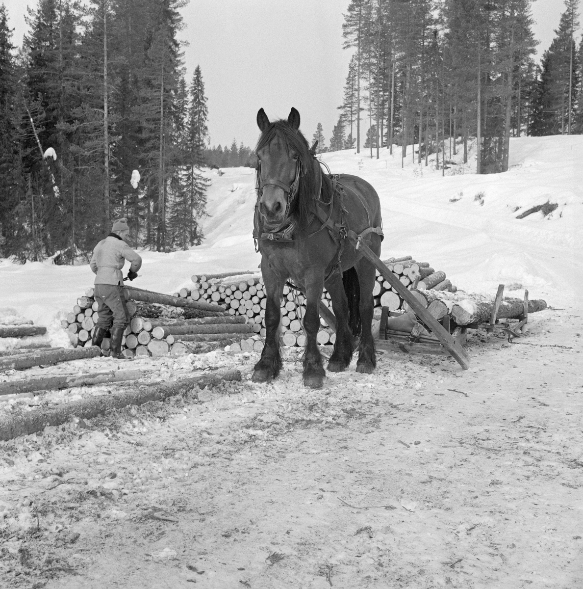 Tømmerkjøring med rede hos Per O. Løvberg og sønn. Kjøringen foregikk i nærheten av Nybergsund, Trysil, Hedmark.