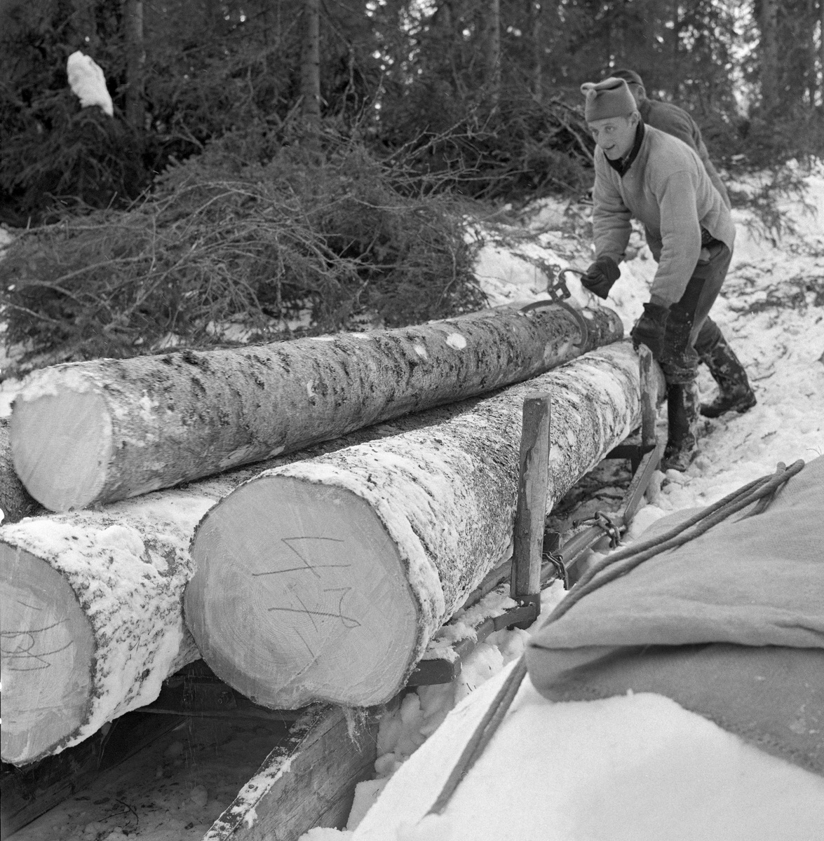 Tømmerkjøring med rede hos Per O. Løberg og sønn. Kjøringen foregikk i nærheten av Nybergsund, Trysil, Hedmark. Sønnen til Per O. Løvberg lesser tømmer på reden