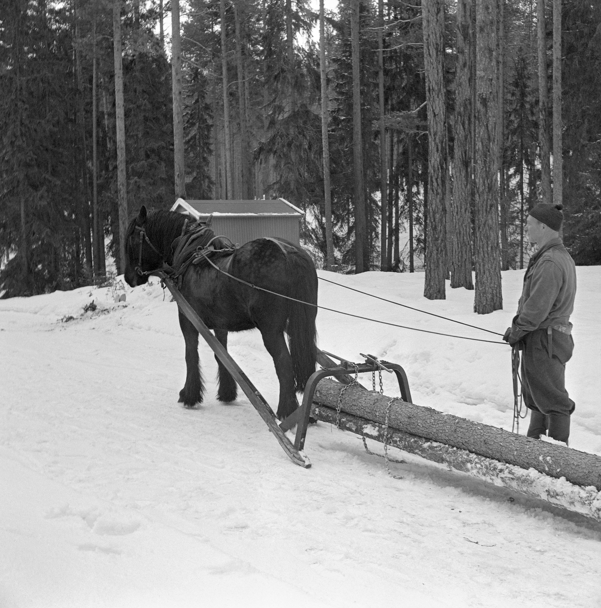 Tømmerlunning med hest i Svartholtet i Elverum. Kjørekaren er Johan Rasch (1916-2009), som drev småbruket Grønstad og arbeidet for Statens skoger gjennom mesteparten av sitt yrkesarktive liv. Her lunnet Johan ubarket tømmer ved hjelp av et redskap som ble kalt lunnedrag, lunnesulky eller odalsdrag. Den siste betegnelsen henspiller på at skogsarbeideren Emil Ruud (1904-1974), som fant opp dette redskapet, var fra Mo i Nord-Odal. Lunnedraget besto av to dragarmer - skjæker - av bjørkevirke, som var forlenget bakover og jernbeslått i den ytre enden, som fungerte som meier. Mellom oversidene på disse endestykkene er det spent ei kraftig jernbøyle med snarelenker på toppen. Disse lenkene ble viklet et par ganger rundt stokkendene, og deretter løftet, slik at de fremre stokkendene ble hengende litt opp fra bakken, mens bakendene skled på snø- og isunderlaget når hesten begynte å gå. Denne kjøredoningen var godt egnet for transport av små tømmerkvanta i ulendt terreng over korte avstander.

Johan Rasch var kledd i dongerijakke og vadmelsbukser da dette fotografiet ble tatt. Han hadde støvler på beina, hansker på hendene og lue på hodet. I bakgrunnen skimter vi ei flyttbar brakke der tømmerkjøreren kunne kvile med matpakke og kaffe når han hadde slike behov.