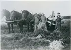 Tortuna sn, Västerås kn, Lundby.
Skördearbete, 1935.