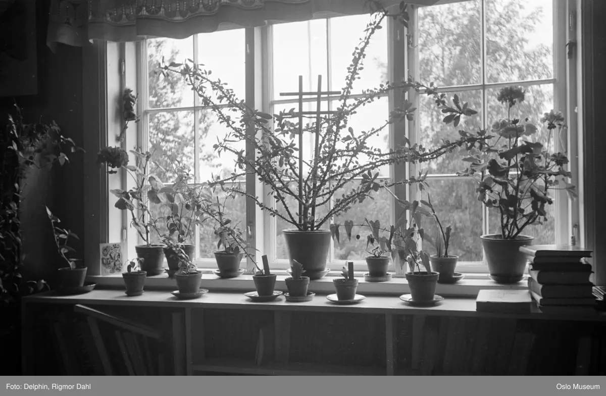 Bjerkebæk, interiør, stue, bokhylle, vindu, potteplanter