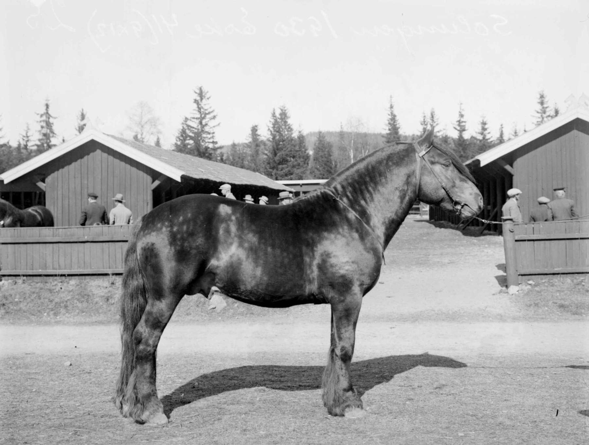 Hest. Hingsteutstilling på Smestadmoen 1930.