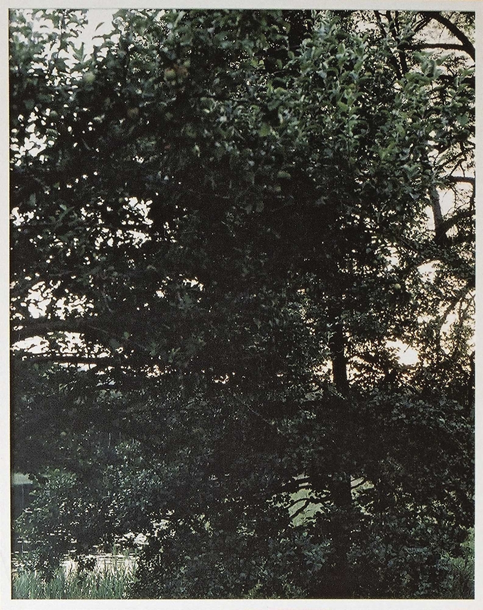 I Wælgaards fotografi står vi overfor en vakker sommeraftenstemning. Forgrunnen er fylt av deler av et stort uregjerlig tre i ulike grønne sjatteringer. De siste solstrålene bryter fram mellom grenene og treets bladverk, og lengst inne skimtes et vakkert, speilblankt vann. Nærheten til naturen blir påtrengende. Treets tette villnis ligger mellom betrakteren og bakgrunnens forlokkende vann lengst inne, som en slags hindring som må forseres for å nå frem til det vakre landskap bakenfor. Bildet lar seg ikke umiddelbart gripe, med sitt underliggende tvetydige meningsplan som både går i retning av noe urovekkende, samtidig som de åpenbare idylliske kvaliteter peker tilbake til en klassisk romantisk landskapsscene.