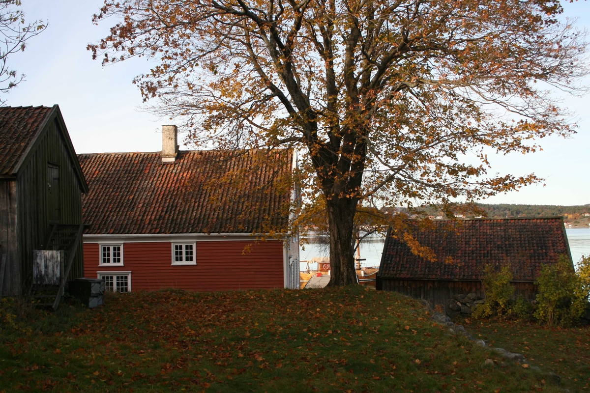 Merdøgaard, gårdstun sett fra S, fjøs og våningshus t.v. og sjøbod t.h.  Tunntreet, lønn, som skal beskjæres. Litt av Revesandsfjorden i bakgrunnen t.h. 
