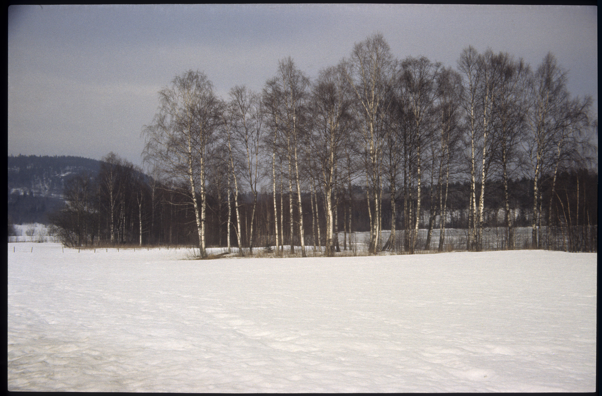 Dælivannet