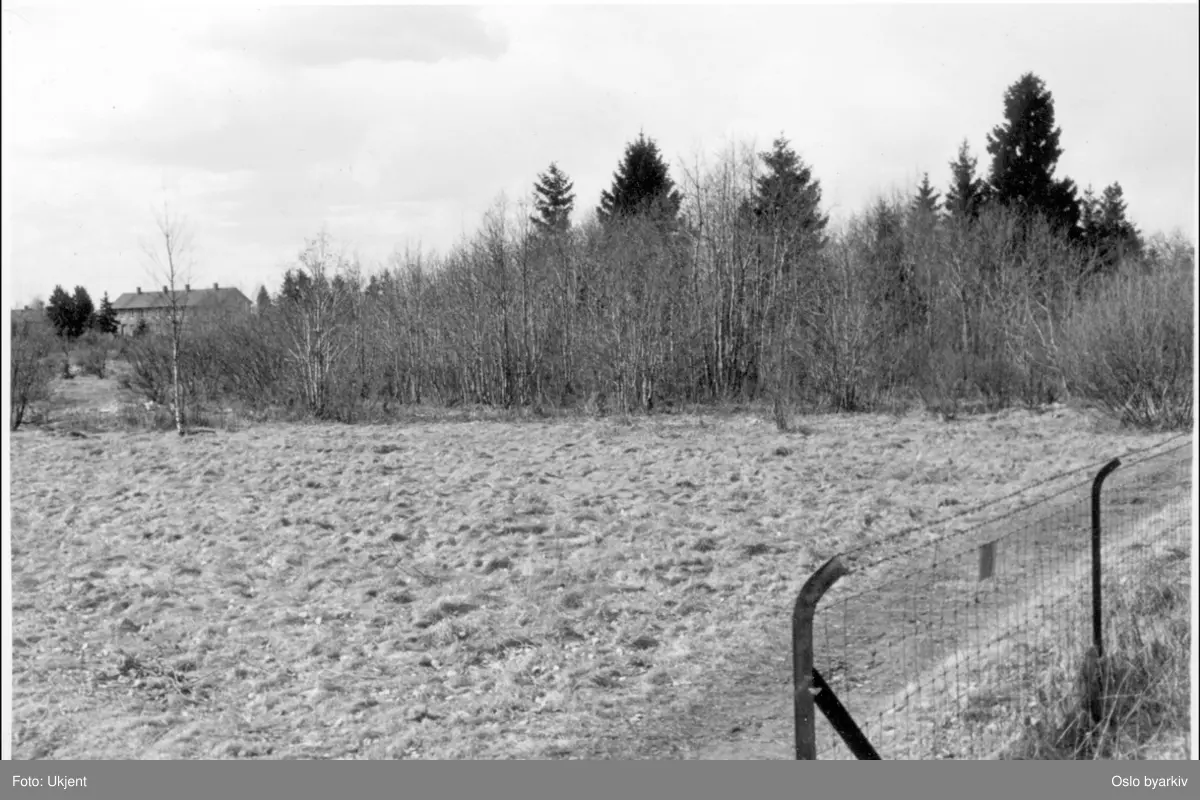 Gress-slette mot busk- og skogkanten.