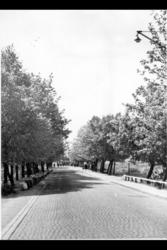 Brolagt vei med fortau og alle-trær. Kampestener.