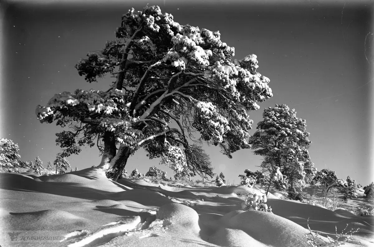 Tolle med sne i Tusten.
