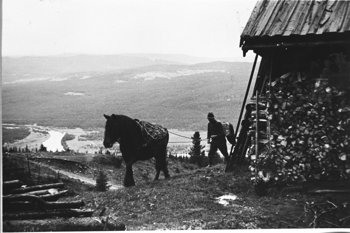 Hest og kløv.
Kløvhest på Krøsstølane.