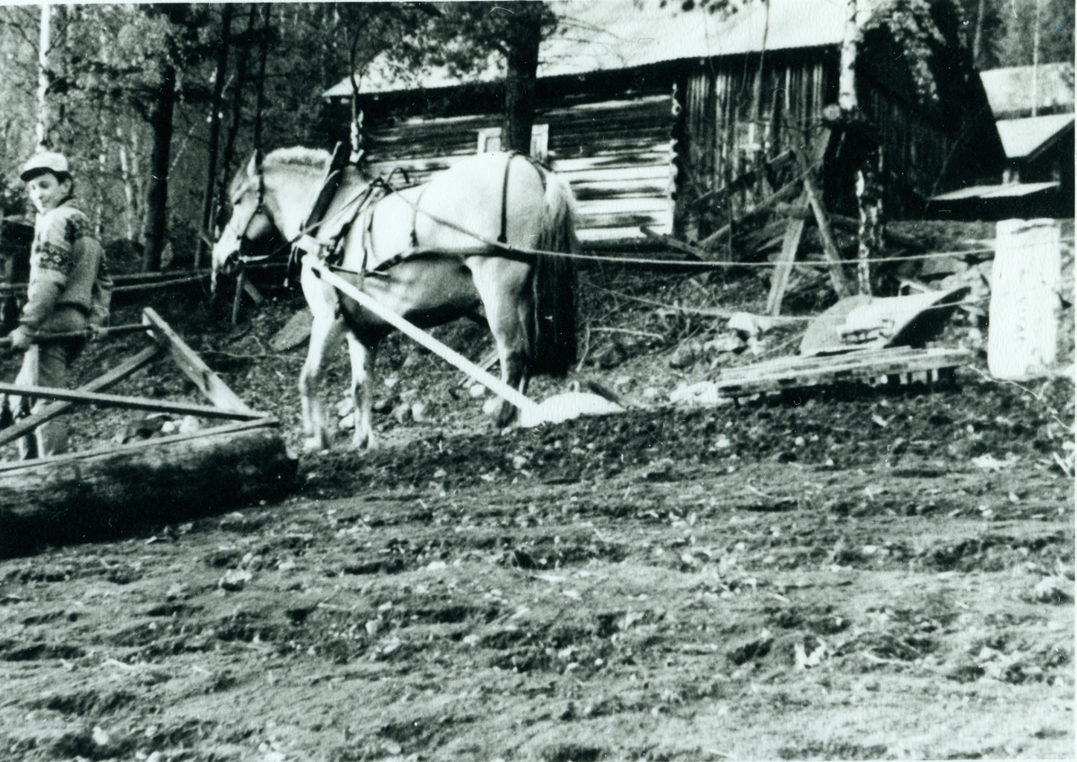 Hest,harv og åkrerull.
Jan Erik Svingen med åkrerull.