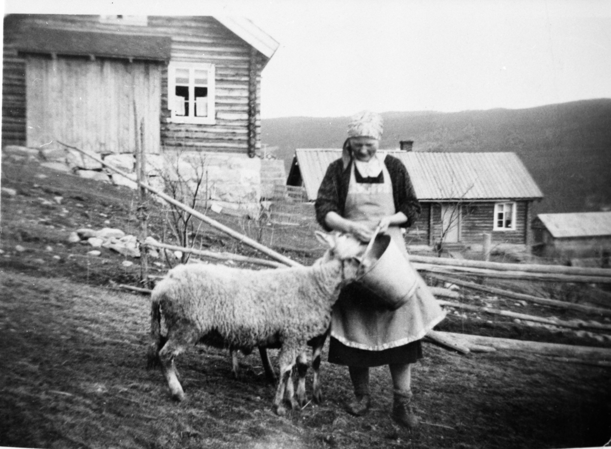 Gudrun Roe med sau på Øvrero.