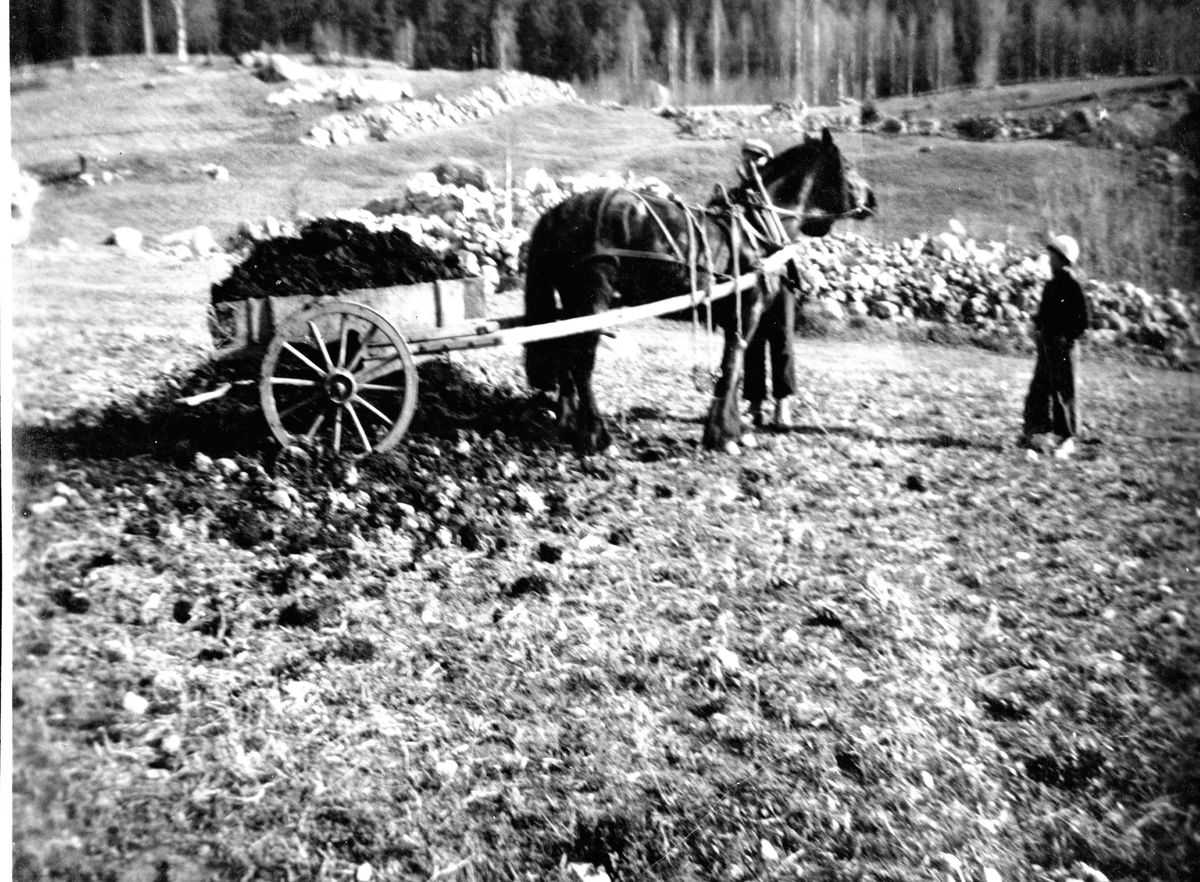 Utkøyring av møk.
Hest og Kjerre
Halvor Bråten har hesten.