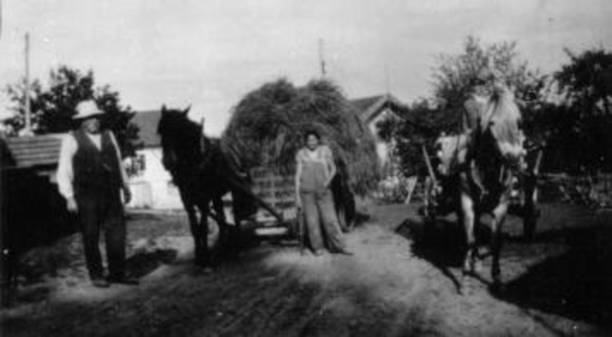 Høyonn på Presterud, Helgøya. Høykjøring med hest. Even Presterud til venstre.