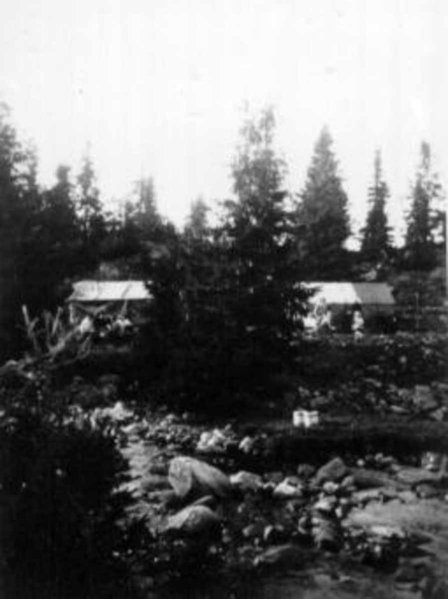 Teltleir for bærplukkere. Skog med bekk i forgrunn.