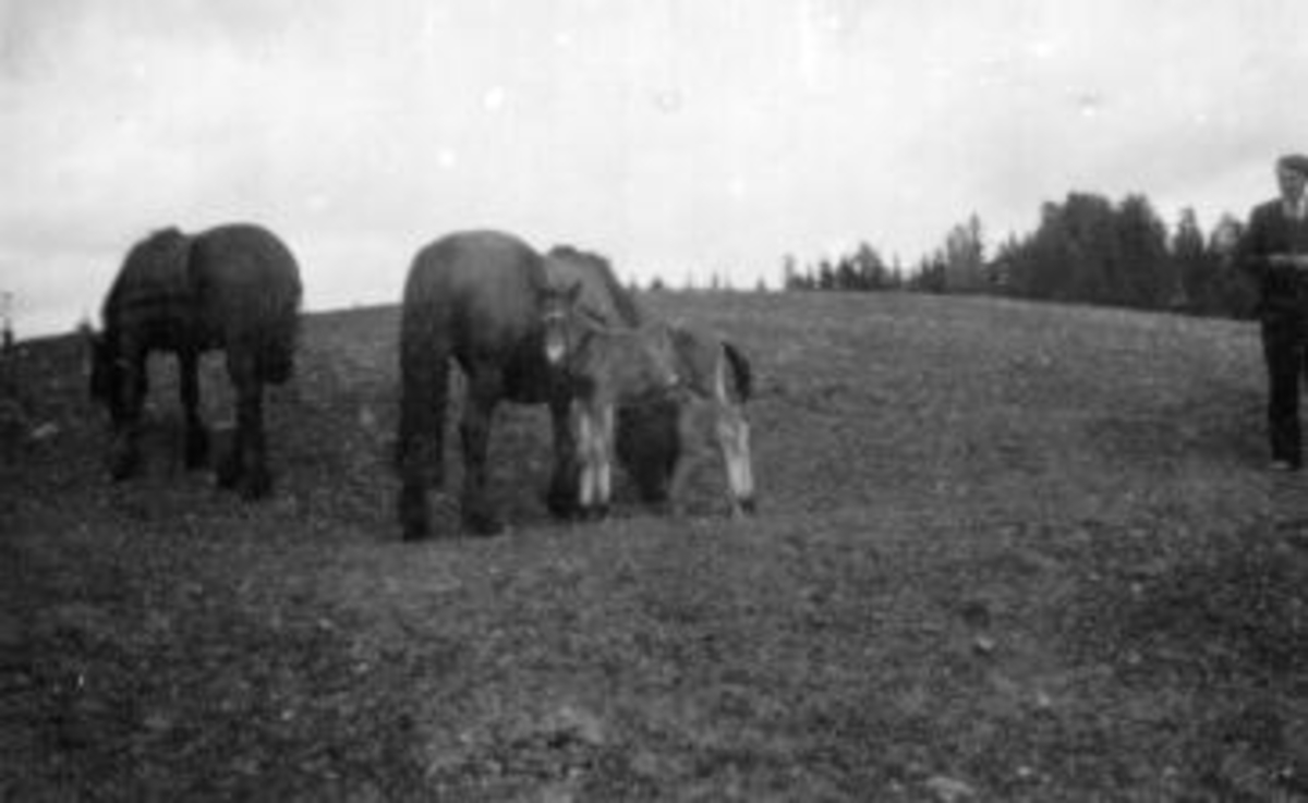 To voksne hester og et føll på Kise, Nes, Hedmark. "Østerdalsfrøkna". Even Arnt Haugen.