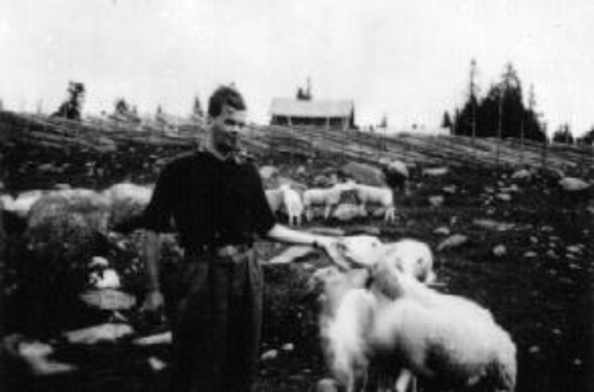 Sauer på setervangen på Løvlia. Seter for Mengshoel. Mons Skredshoel på nabobesøk hos Mengshoelsfolka.