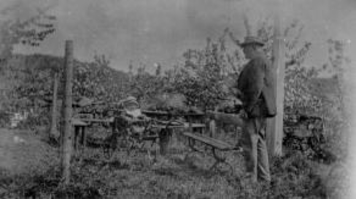 Hans Aleksander Haugen i barnevogn i hagen med flaggstang og fruktblomstring. Benker og bord. Kristian Haugen.