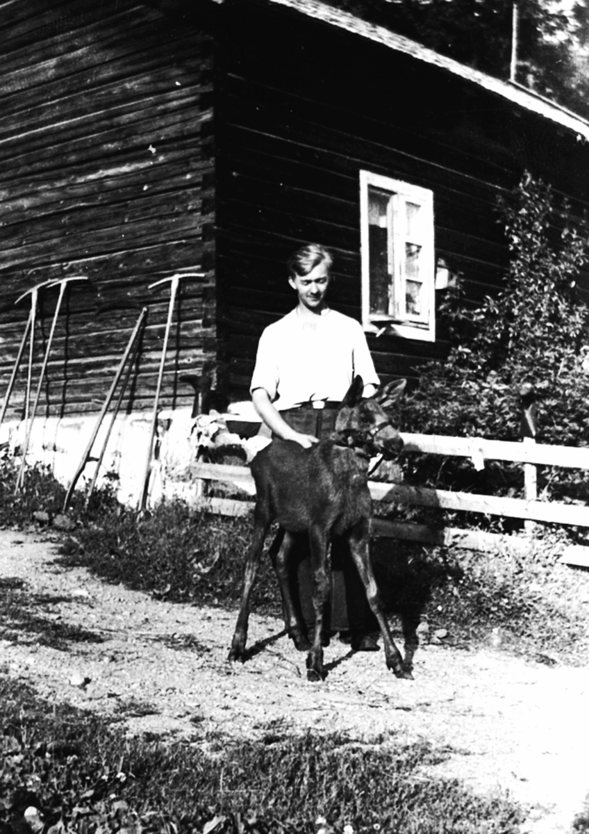 Magne Løvstuen med tam elgkalv i Løvstuen, Brøttum, Ringsaker.