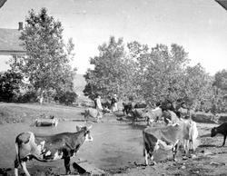 Ku drikker vann fra dammen på tunet på Heramb, Ringsaker.