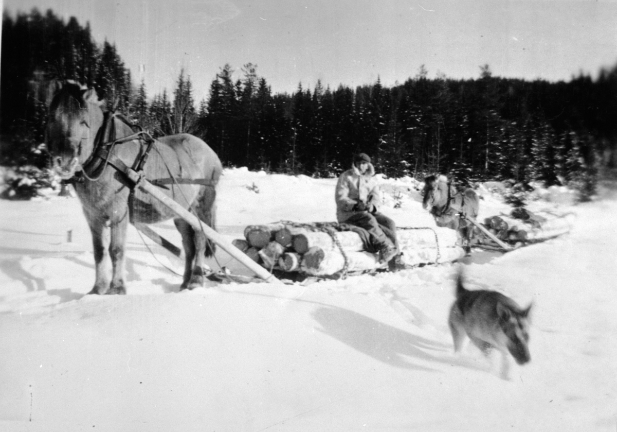 Tømmertransport med hest langs elva Lera ved Dalseng, som renner ut i Brumunda i Veldre, Ringsaker. På lasset er Einar Wiken.