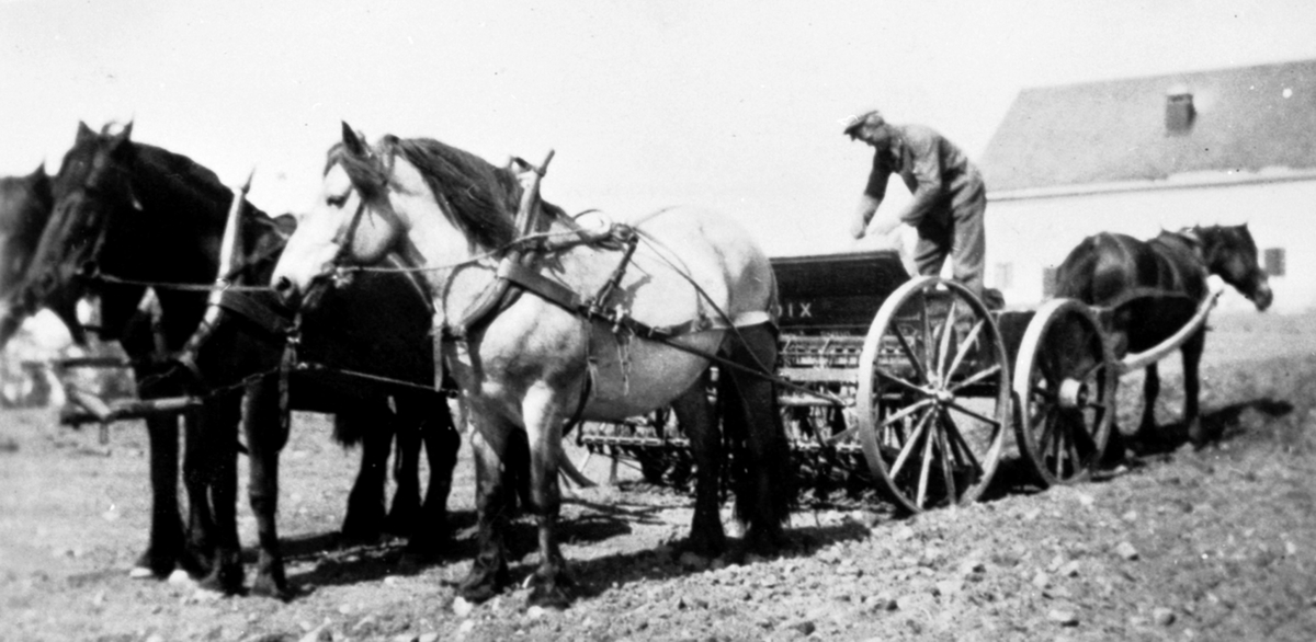Hester med såmaskin. Hest med stuttkjerre. Bestyrer Ås fyller såfrø. Hovinsholm, Helgøya.