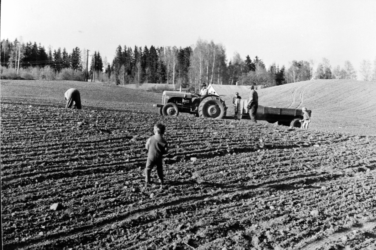 Steinplukking på Røhrsveen, Ringsaker. Fordson traktor med tilhenger. Ella Røhrsveen, Arnfinn Bekkemellom, Astrid Bekkemellom, Arthur Bekkemellom, Kjell Røhrsveen, Gunnar Bekkemellom er plukkere.