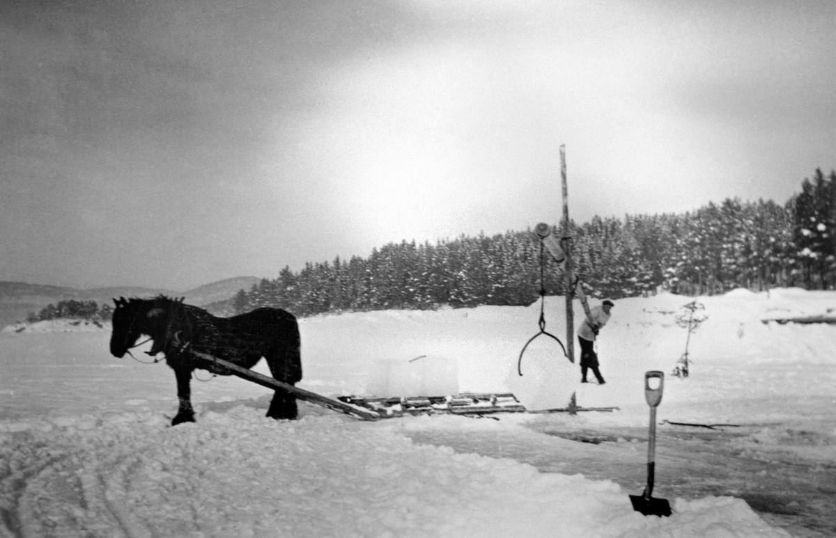 Even Glestad lesser isblokker utenfor Moelven brygge, Ringsaker. Hest og slede. Vektstang for lessing.