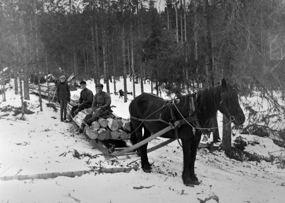 Tømmerkjøring med hest, bukk og geit. Tre menn, Bernt Kjeldsmoen. Fossmarka, Ringsaker.