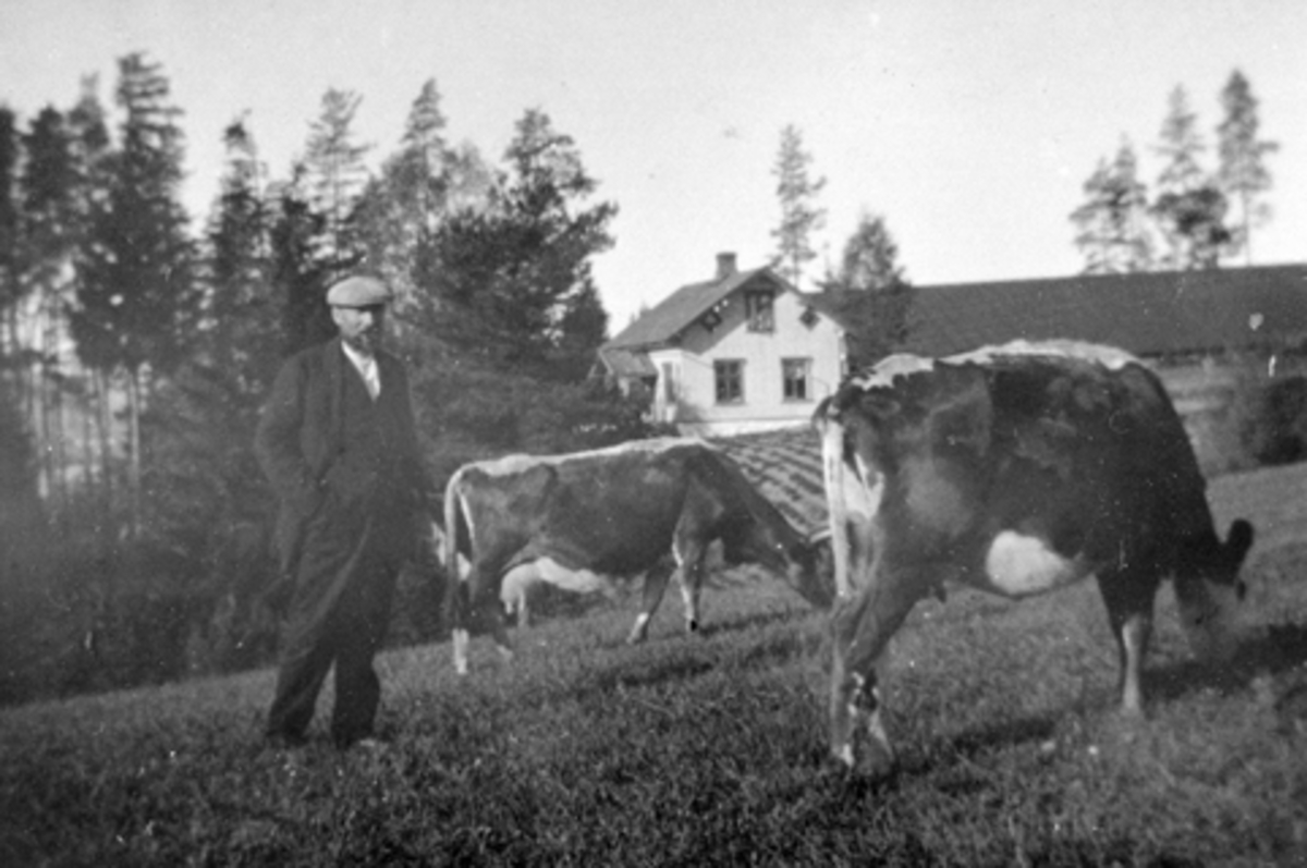 Ku på beite på Smedstuen nedre, Nes, Hedmark. Even Arnt Andreasen Lie (1865-1938) inspiserer. Brobakken i bakgrunnen.