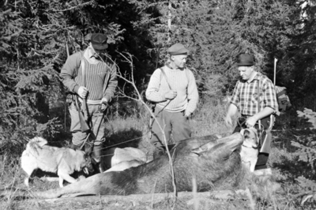 Elgjakt i Furnes Almenning. 3 jegere med gevær og hunder, felt elg.