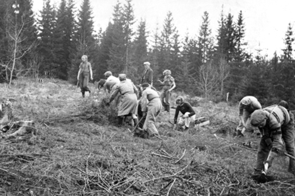 Skogplanting. Elever fra Helgøya skole planter skog i Lodviken, Helgøya.