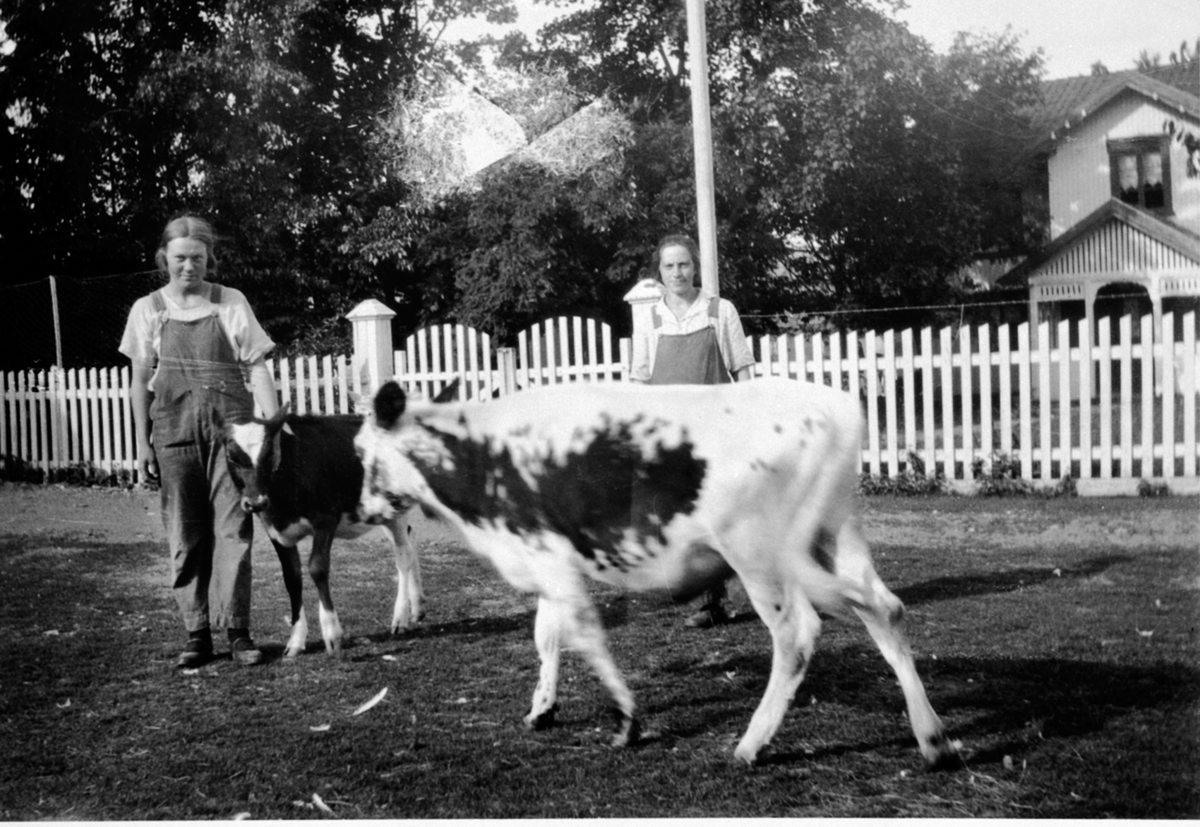 2 damer med kalver. Astrid Sween og budeie Oline på Vallsigsveen, Furnes, Ringsaker.