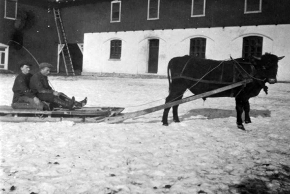 Okse trekker to ukjente menn på slede på gardstunet på Hoel gård, Nes, Hedmark.