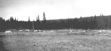 Vang H, Vang Almenning,  Bolsdalen i Åstadalen, Vestre Disen seter, setervang, kyr på beite