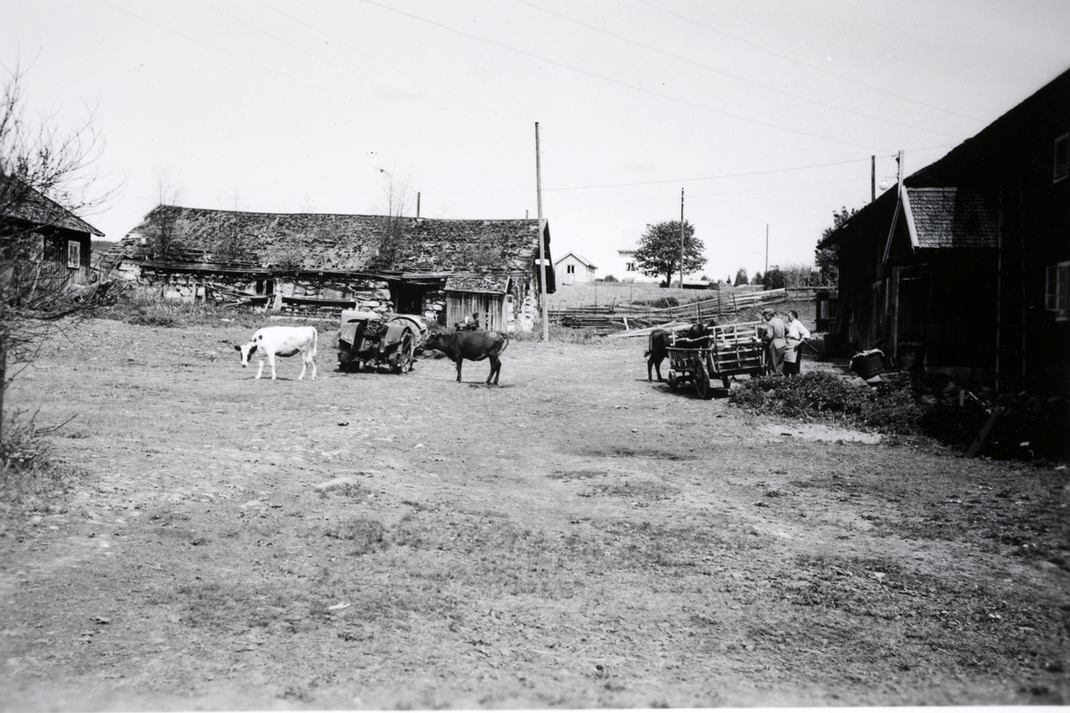 Østre Dystvoll 82/5. Ca. 1955. Gårdstunet med gammelfjøset og låven. Kyr og traktor. 