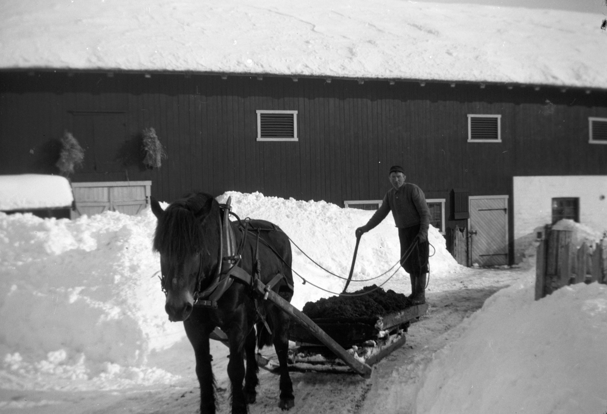 Søndre Tomter (Ner -Tomter) ca 1952. Mikkel Holstad kjører møkk med hest og møkkbrett. Mikkel var svigerfar til brukeren på garden. 
