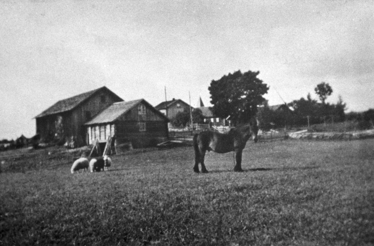 Søndre Kartomten ca. 1920. 
Hest og sauer på beite. 