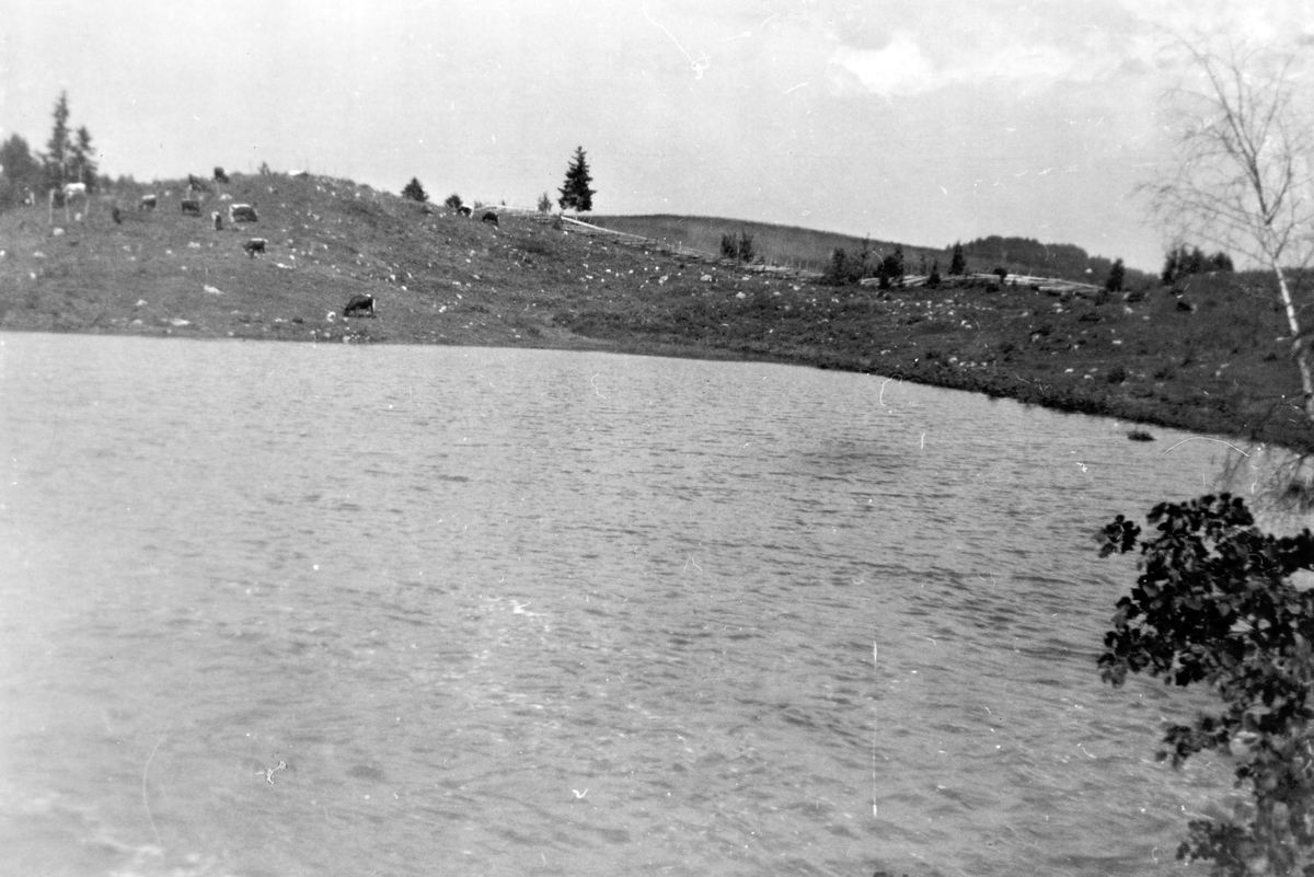 Fra storflommen i Finsalbekken i 1938. Bildet er tatt på beitet på vestre Blystad 73/1, Vang H. Flom. Oversvømmelse. 